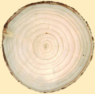 Maple Cross Section